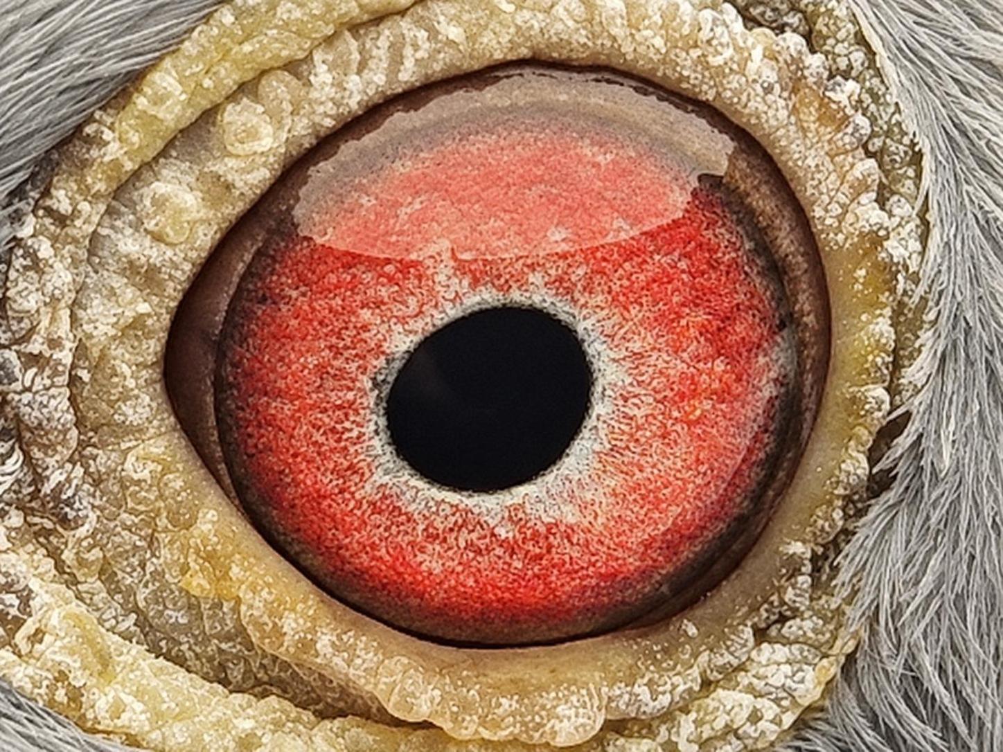 Pigeon eye